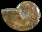Flashy Red Iridescent Ammonite - Wide #66654-1